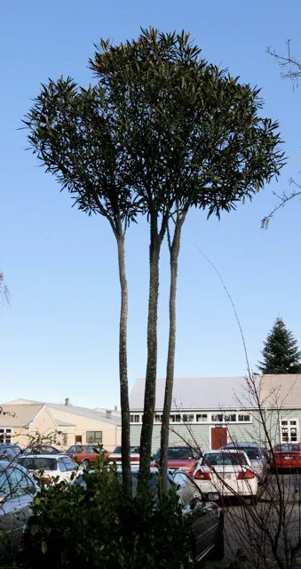 Pseudopanax ‘Crassifolius’ - Horoeka, Lancewood