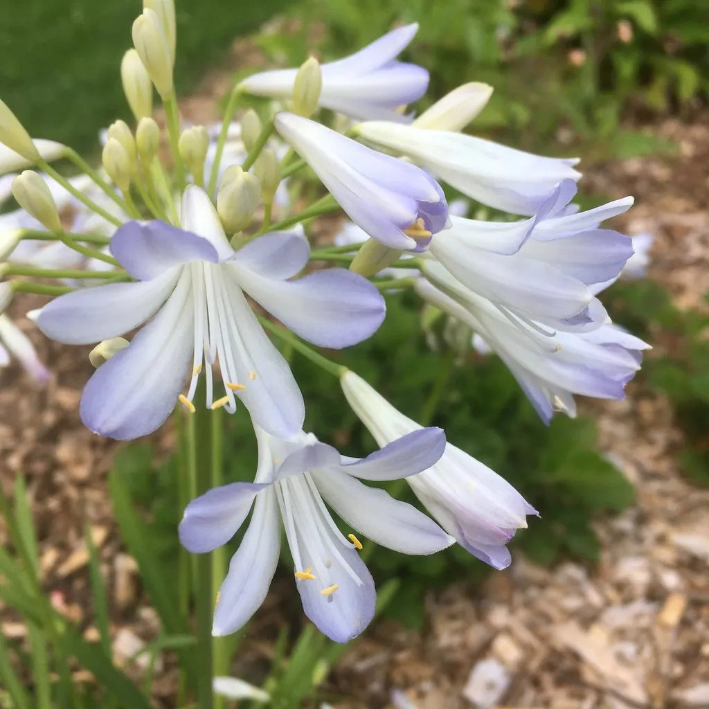 Agapanthus ‘Seafoam’ - White Agapanthus