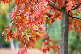 Quercus Coccinea - Scarlet Oak