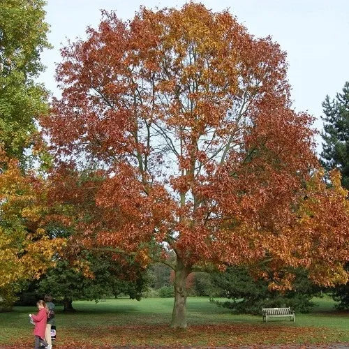 Quercus Ellipsoidalis - Northern Pin Oak