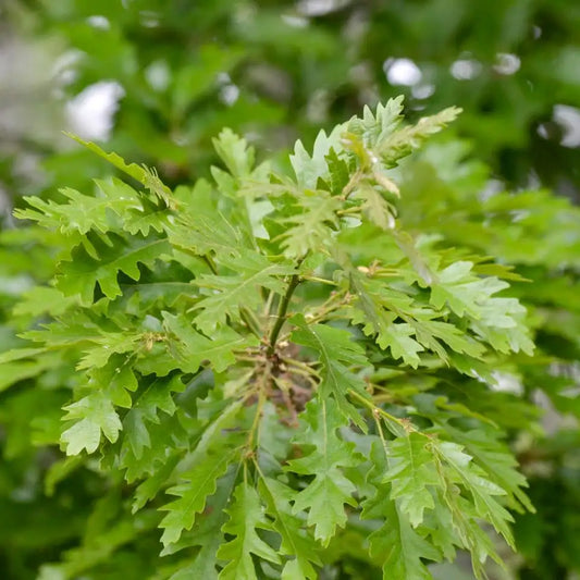 Quercus Cerris - Turkey Oak