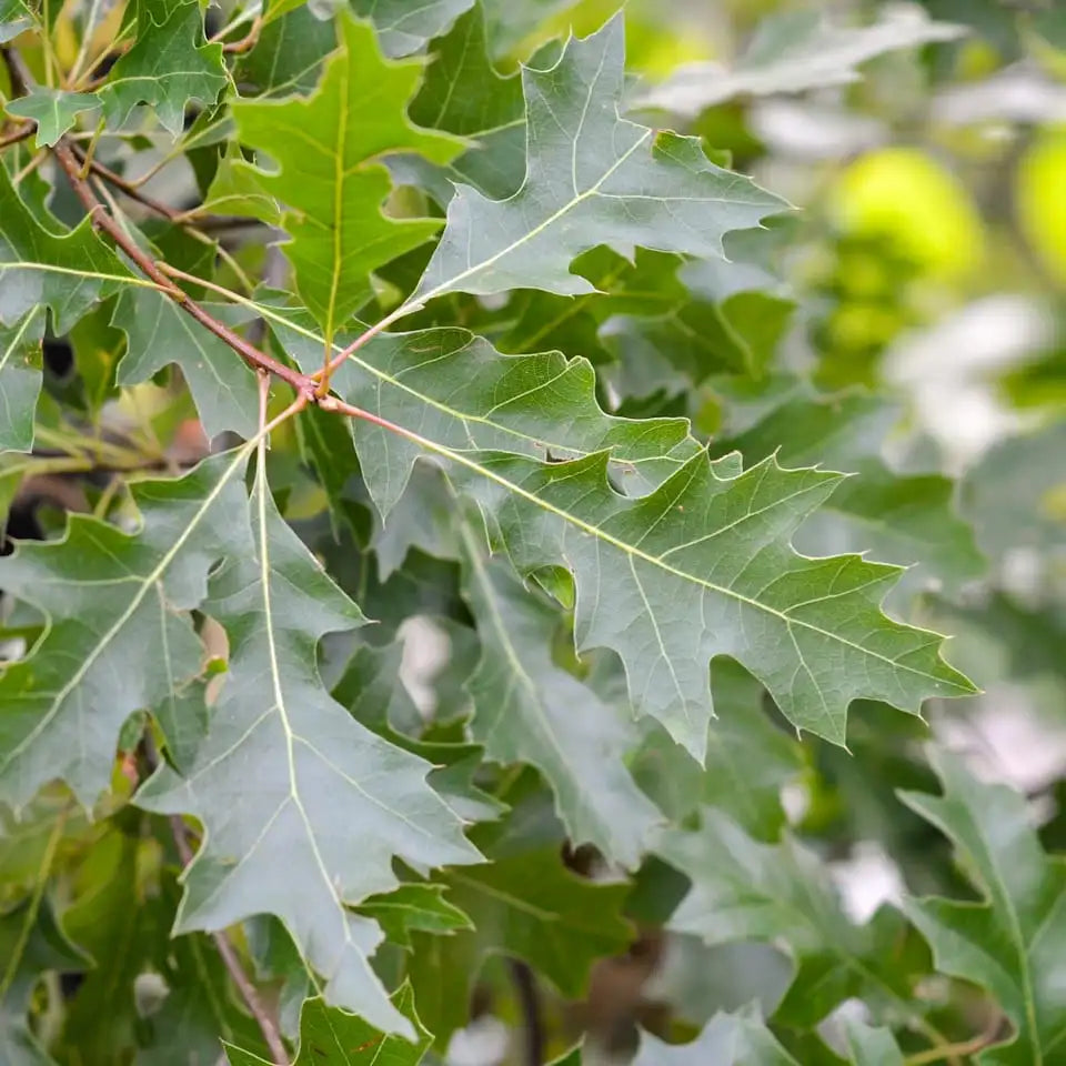 Quercus Palustris - Pin Oak