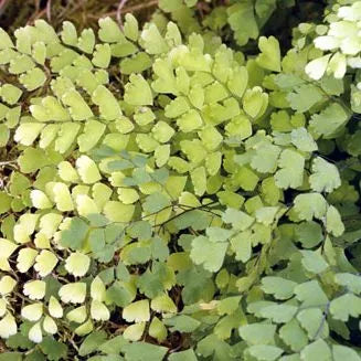 Adiantum Raddianum - Lime Green Maidenhair Fern