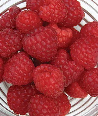 Raspberry ‘Heritage’ - Fruiting Raspberry