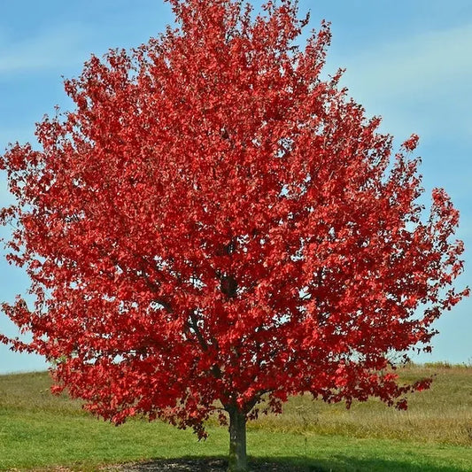 Acer Rubrum - American Red / Swamp Maple