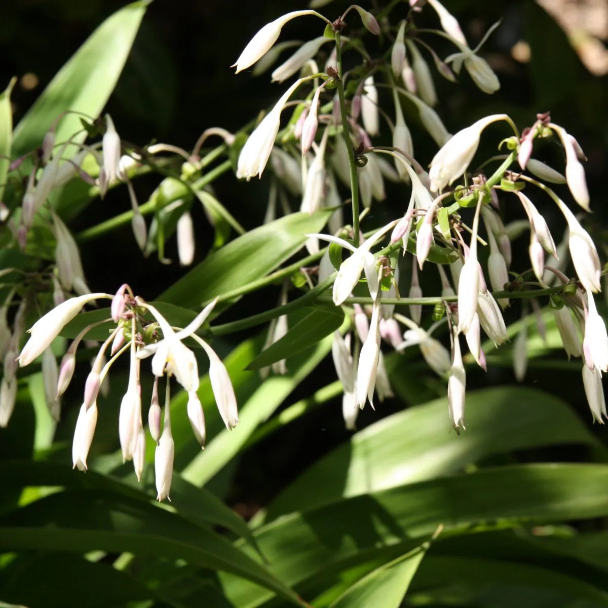 Arthropodium ‘Te Puna’ - Renga Renga / Rock Lilly – Midland Horticulture