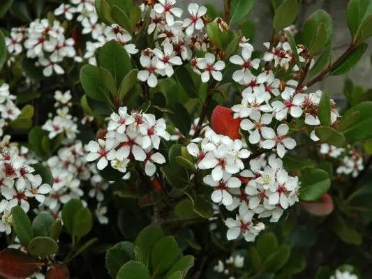Rhaphiolepsis Umbellata - Yedda Hawthorn