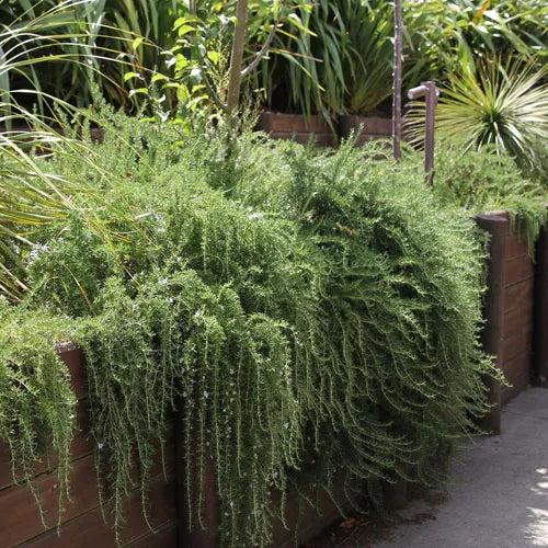Rosmarinus Lockwood De Forest - Groundcover Rosemary