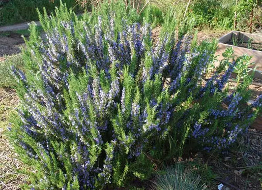 Rosmarinus Tuscan Blue - Upright Rosemary