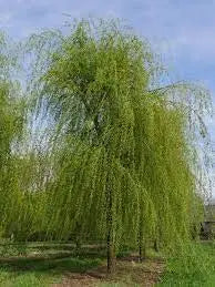 Salix Sepulcralis ‘Chrysocoma’ - Golden Weeping Willow