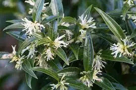 Sarcococca Ruscifolia - Christmas Box