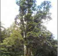 Laurelia Novae Zelandiae