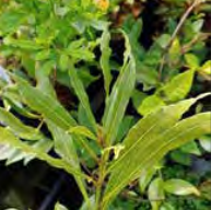 Laurus Angustifolia - Upright Leaves - Willow-leaved Bay Laurel