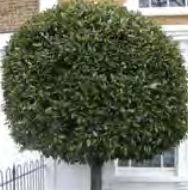 Laurus Nobilis - Bay Laurel, Sweet Bay