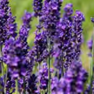 Lavender Hidcote - English Lavender