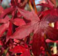 Liquidambar Styraciflua Worpleston - Sweet Gum