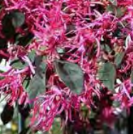 Loropetalum Chinese - Chinese Fringe Flower