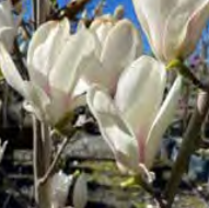 Magnolia ‘Billowing Cloud’ - Magnolia