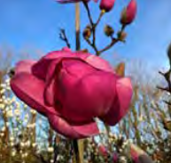 Magnolia ‘Brixton Belle’ - Magnolia