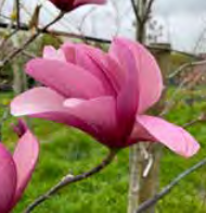 Magnolia ‘Galaxy’ - Magnolia