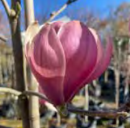 Magnolia ‘Heaven Scent’ - Magnolia