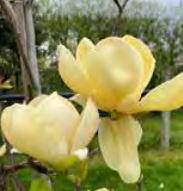 Magnolia ‘Honey Tulip’