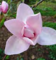 Magnolia ‘Iolanthe’ - Deciduous Magnolia