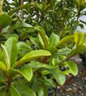 Magnolia ‘Jade Emperor’