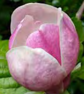 Magnolia ‘Nancy’