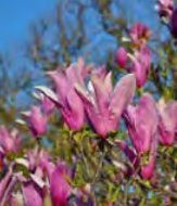 Magnolia ‘Nigra’ - Lily Magnolia