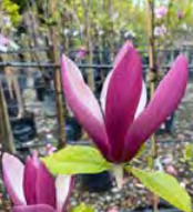 Magnolia ‘Old Port’ - Saucer Magnolia