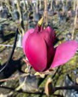 Magnolia ‘Red As’