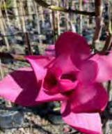 Magnolia ‘Strawberry Fields’