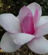 Magnolia ‘Sweet Heart’