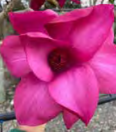 Magnolia ‘Vulcan’