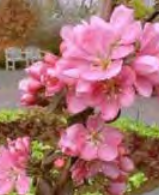Malus ‘Ballerina Mypole’ - Columnar Crabapple