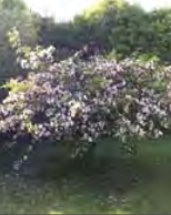Malus Ioensis ‘Plena’ - Prairie Crabapple, Iowa Crabapple