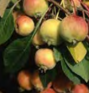 Malus ‘Mt Earnslaw’