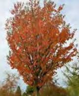 Malus Tschonskii - Chonosuki Crabapple, Pillar Crabapple