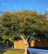 Malus ‘Wrights Scarlet’