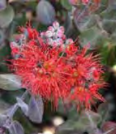 Metrosideros Excelsa ‘Tahiti’