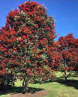 Metrosideros Excelsa ‘Vibrance’