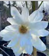 Michelia Silver Cloud - Temple Magnolia, Sweet Michelia