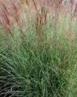 Miscanthus Morning Light - Maiden Grass