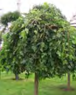 Morus Alba Pendula - White Mulberry