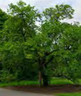 Morus Nigra - Black Mulberry, Common Mulberry