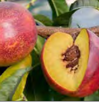 Nectarine Garden Delight - Nectarine