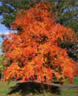 Nyssa Sylvatica - Black Tupelo, Black Gum