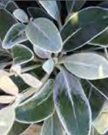 Pachystegia Insignis - Marlborough Rock Daisy