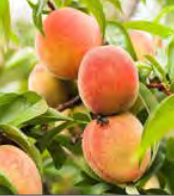 Peach ‘Glo Haven’ - Fruiting Peach